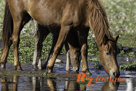 Salt River Wild Horses at Coon Bluff in the Tonto National Forest