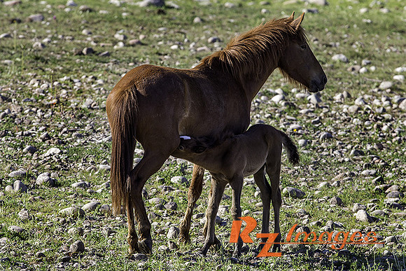 Salt River Wild Horses (Mother & Foal) at Coon Bluff in the Tonto Nat. Forest.