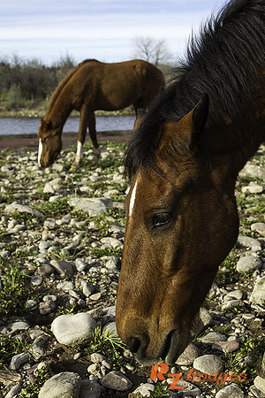 Salt River Wild Horses at Coon Bluff in the Tonto National Forest