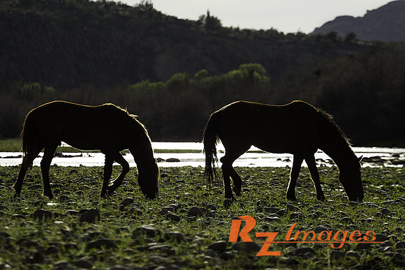 Salt River Wild Horses at Coon Bluff in the Tonto National Fores