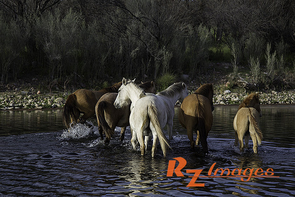 Salt River Wild Horses at Coon Bluff in the Tonto National Forest
