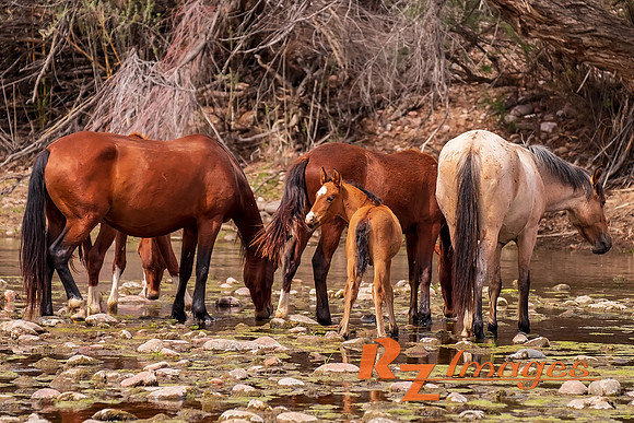 Salt River Wild Horses at Coon Bluff in the Tonto National Fores