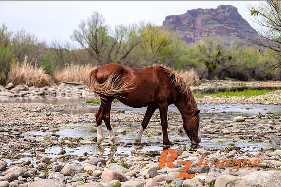 Salt River Wild Horse at Coon Bluff in the Tonto National Forest