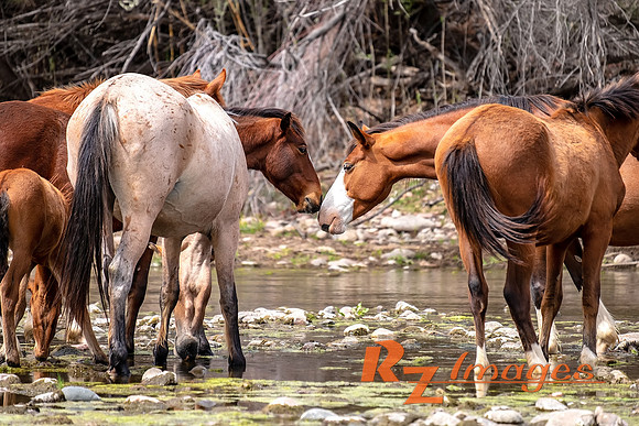 Wild Horses at Coon Bluff in the Tonto National Forest.