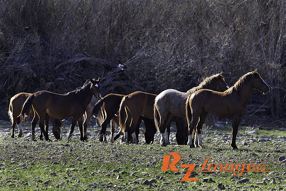 Salt River Wild Horses at Coon Bluff in the Tonto National Forest