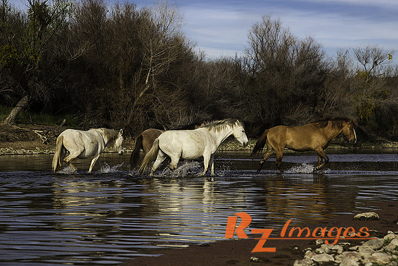 Salt River Wild Horses at Coon Bluff in the Tonto National Forest