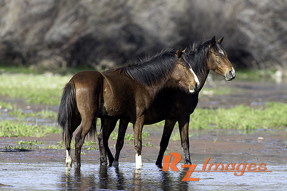 Salt River Wild Horses at Coon Bluff in the Tonto National Forest