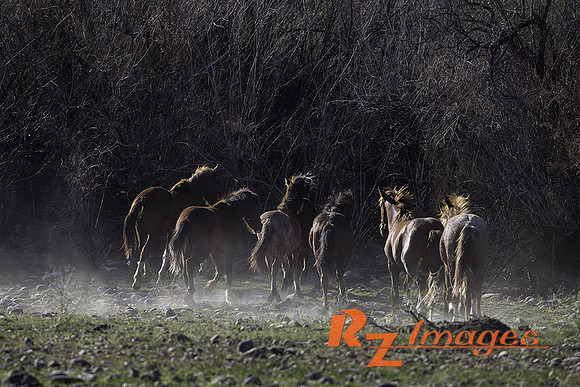 Salt River Wild Horses at Coon Bluff in the Tonto National Forest