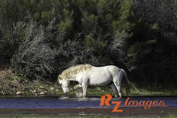 Salt River Wild Horse at Coon Bluff in the Tonto National Forest