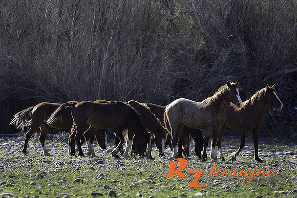 Salt River Wild Horses at Coon Bluff in the Tonto National Forest