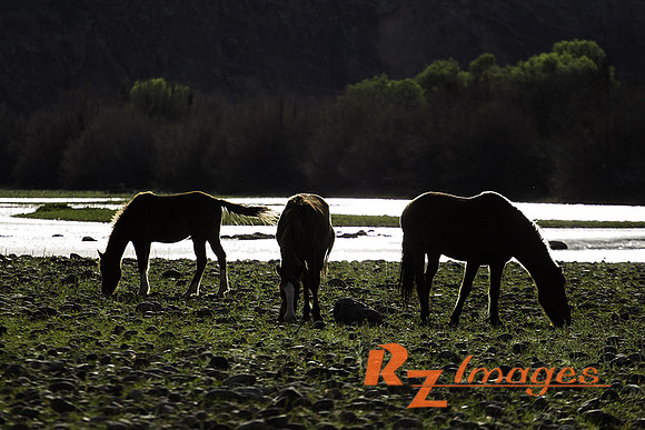 Salt River Wild Horses at Coon Bluff in the Tonto National Forest