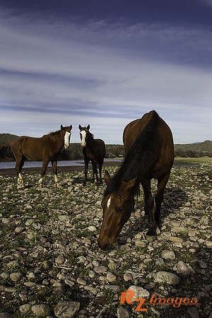 Salt River Wild Horses at Coon Bluff in the Tonto National Forest