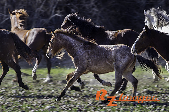 Salt River Wild Horses at Coon Bluff in the Tonto National Fores