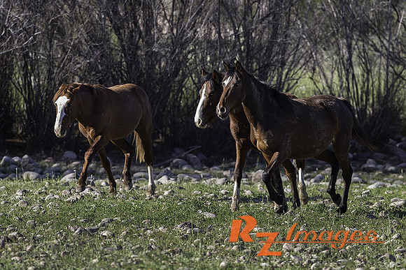 Salt River Wild Horses at Coon Bluff in the Tonto National Forest