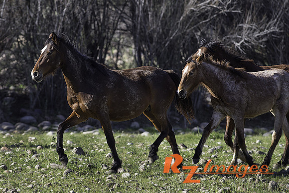 Salt River Wild Horses at Coon Bluff in the Tonto National Forest