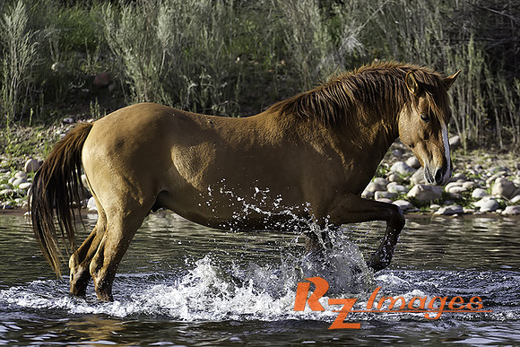 Salt River Wild Horse at Coon Bluff in the Tonto National Forest