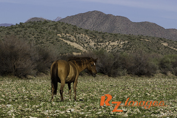 Salt River Wild Horses at Coon Bluff in the Tonto National Forest