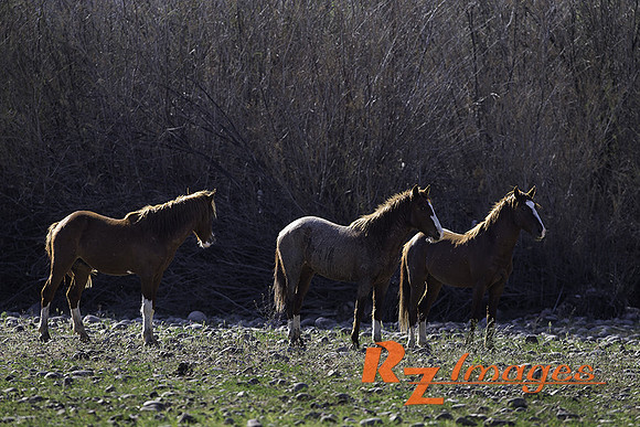 Salt River Wild Horses at Coon Bluff in the Tonto National Forest