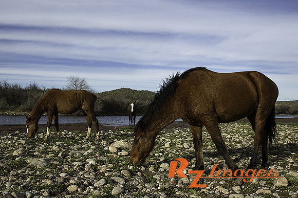 Salt River Wild Horses at Coon Bluff in the Tonto National Forest