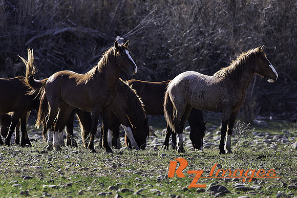 Salt River Wild Horses at Coon Bluff in the Tonto National Fores