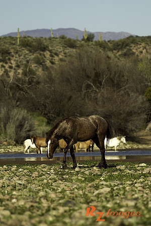 Salt River Wild Horse at Coon Bluff in the Tonto National Forest