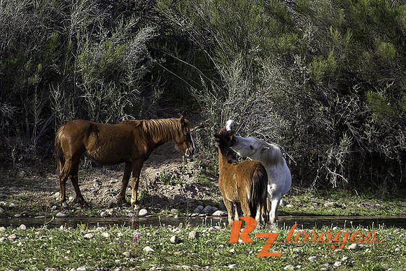 Salt River Wild Horses at Coon Bluff in the Tonto National Forest