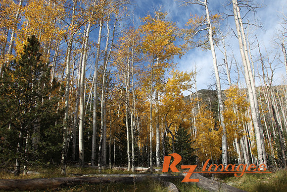 Fall Color-Kaibab National Forest.