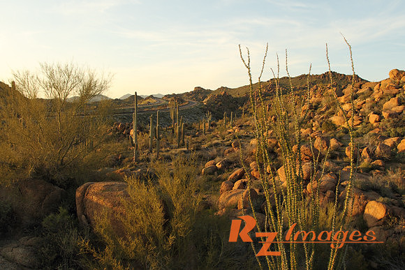 Desert Landscape With Saguaro Cactus. Tonto National Forest. Ari