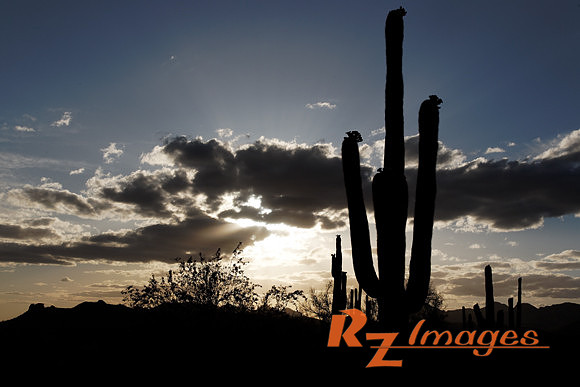 Desert Sunset