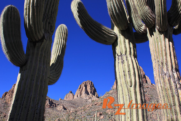 Desert Landscape With Saguaro Cactus. Tonto National Forest. Ari