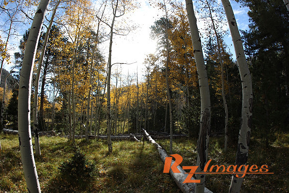 Fall Color-Kaibab National Forest.