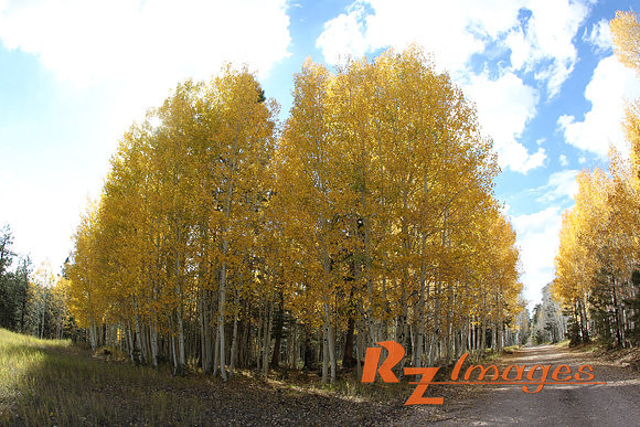Fall Color-Kaibab National Forest.