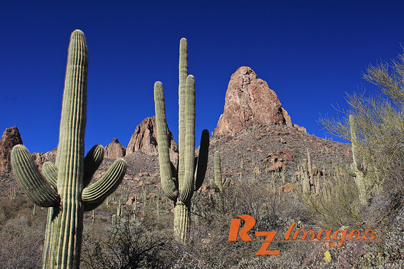 Desert Landscape. Tonto National Forest. Arizona.