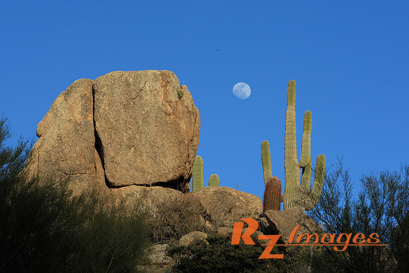 Desert Landscape With Saguaro Cactus. Tonto National Forest. Ari