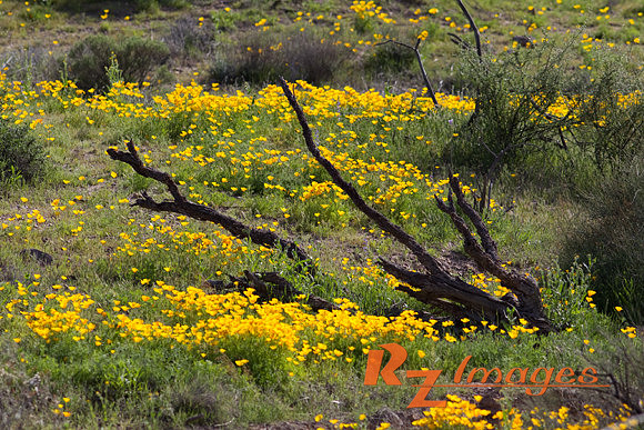 Desert Poppies-Tonto National Forest.