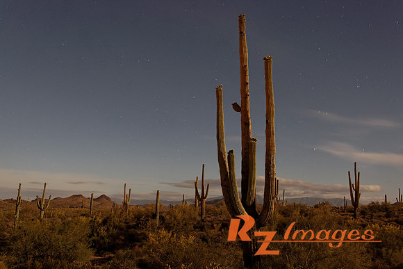 Desert Landscape With Saguaro Cactus. Tonto National Forest. Ari