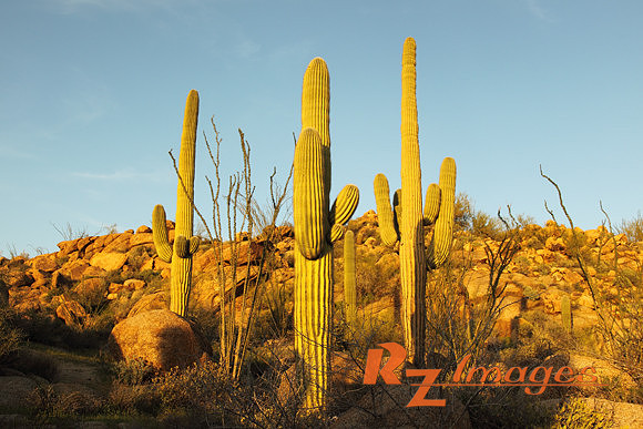 Desert Landscape With Saguaro Cactus. Tonto National Forest. Ari