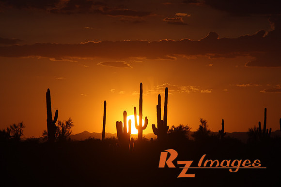 Desert Sunset