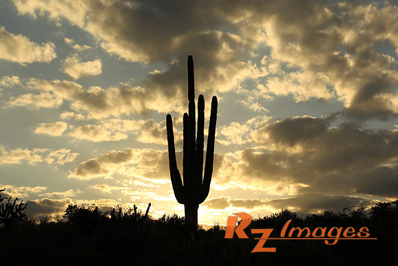 Desert Sunset-Scottsdale, Az.
