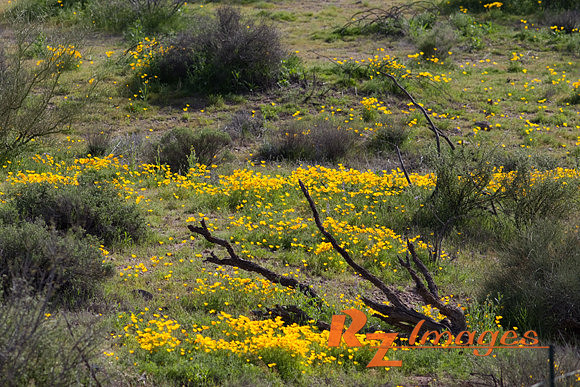 Desert Poppies-Tonto National Forest.
