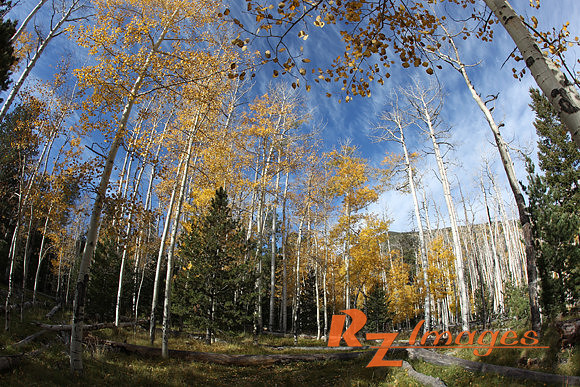 Fall Color-Kaibab National Forest.