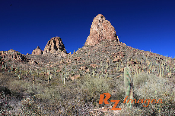 Desert Landscape With Saguaro Cactus. Tonto National Forest. Ari