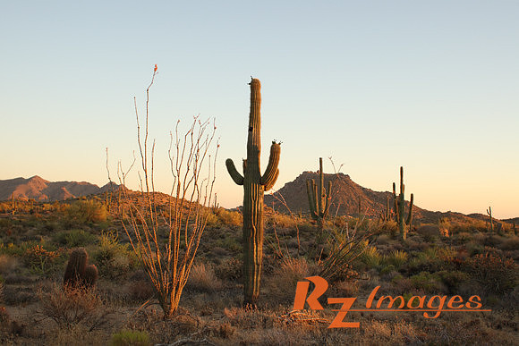 Desert Landscape With Saguaro Cactus. Tonto National Forest. Ari