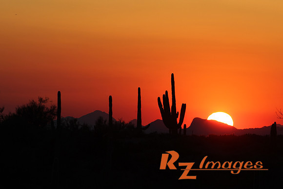 Desert Sunset