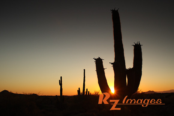 Desert Sunset