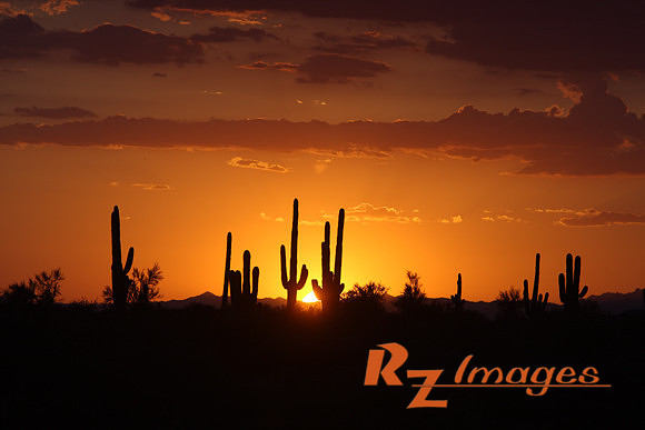 Desert Sunset
