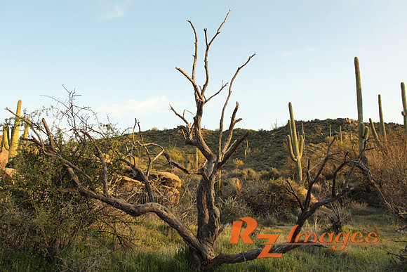 Desert Landscape With Saguaro Cactus. Tonto National Forest. Ari