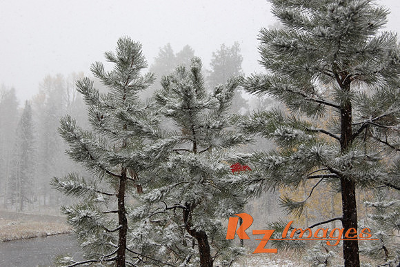 Snowfall-Kaibab National Forest.