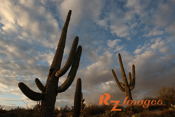 Desert Landscape With Saguaro Cactus. Tonto National Forest. Ari