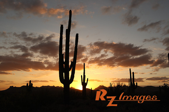 Desert Sunset